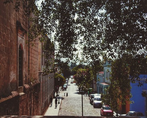 A quiet walking path surrounded by trees in a Mexican city