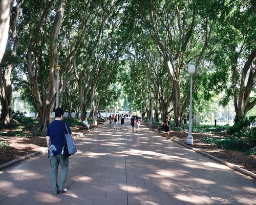 A person enjoying a quiet walk along an urban pathway lined with trees